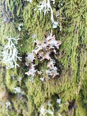 Tuckermanopsis chlorophylla