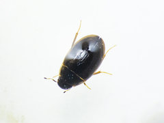 Enochrus