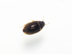 Enochrus