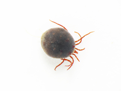 Hydrachnidae