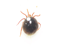 Hydrachnidae