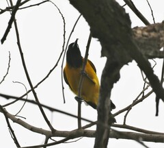 Icterus graduacauda