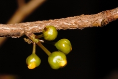 Ochna puberula