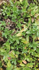 Serpyllum
