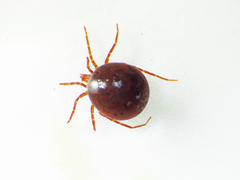 Hydrachnidae