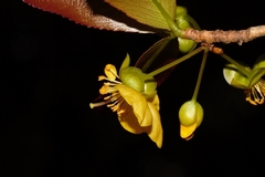 Ochna puberula