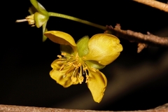 Ochna puberula
