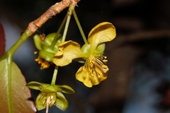 Ochna puberula