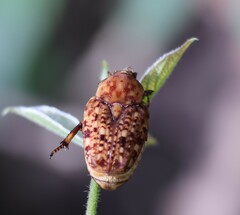 Porphyronota hebraea