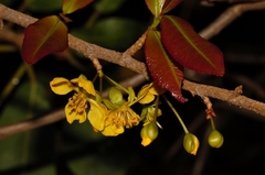 Ochna puberula