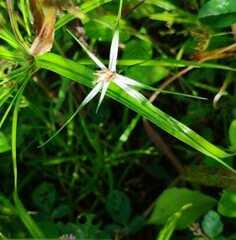 Rhynchospora colorata