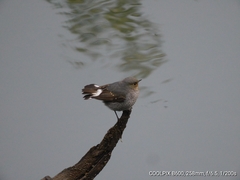 Phoenicurus fuliginosus