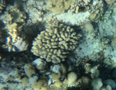 Pocillopora