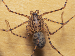 Scytodes globula