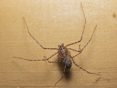 Scytodes globula