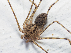 Scytodes globula