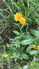 Calendula arvensis