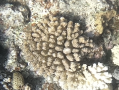 Pocillopora