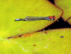 Pseudagrion massaicum
