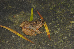 Quasipaa exilispinosa