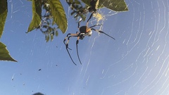 Trichonephila inaurata inaurata
