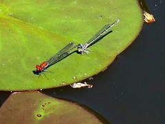 Pseudagrion massaicum