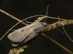 Noctuidae