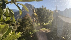 Trichonephila inaurata inaurata
