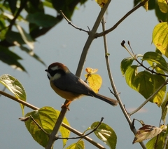 Aegithalos concinnus