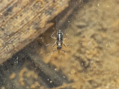 Microvelia chilena