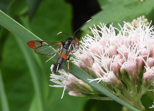 Red-tipped Clearwing Moth, Udenhout, Nederland, photo 10 of 10