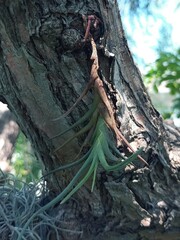 Tillandsia albertiana