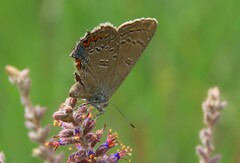 Satyrium edwardsii