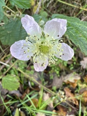 Rubus caesius