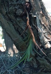 Tillandsia albertiana