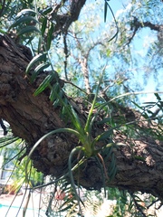 Tillandsia albertiana