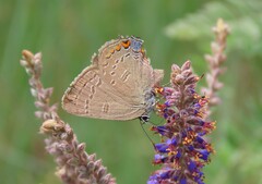 Satyrium edwardsii