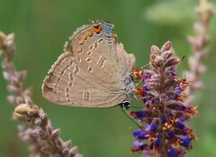 Satyrium edwardsii