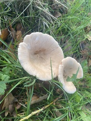 Infundibulicybe gibba
