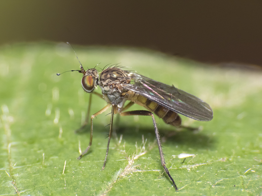 Sympycnus miricornis