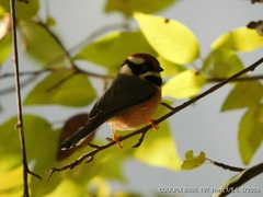Aegithalos concinnus