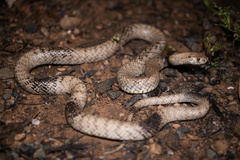 Pseudonaja aspidorhyncha