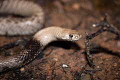 Pseudonaja aspidorhyncha