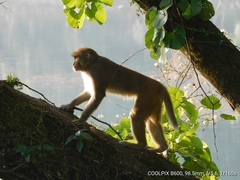 Macaca mulatta