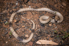 Pseudonaja aspidorhyncha