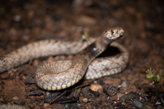 Pseudonaja aspidorhyncha