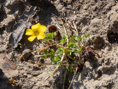 Oxalis perdicaria