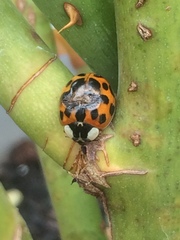 Harmonia axyridis
