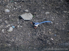 Urocissa erythroryncha