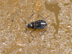 Microvelia chilena